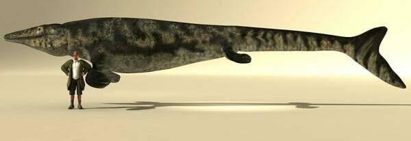 Mosasaurus hoffmanni averaged 39-42 feet as adults, possibly reaching 57 feet.